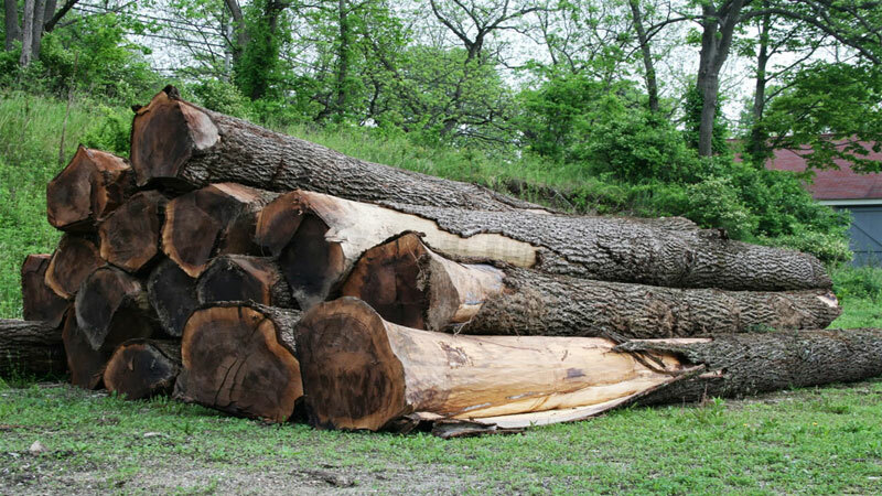 Màu nâu đậm của lõi gỗ óc chó chỉ có ở những cây có thời gian sinh trưởng lâu dài, với điều kiện sinh trưởng thuận lợi như ở Bắc Mỹ
